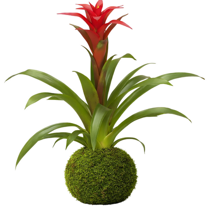 Kokedama Bromelia Guzmania