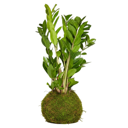 kokedama zamioculcas