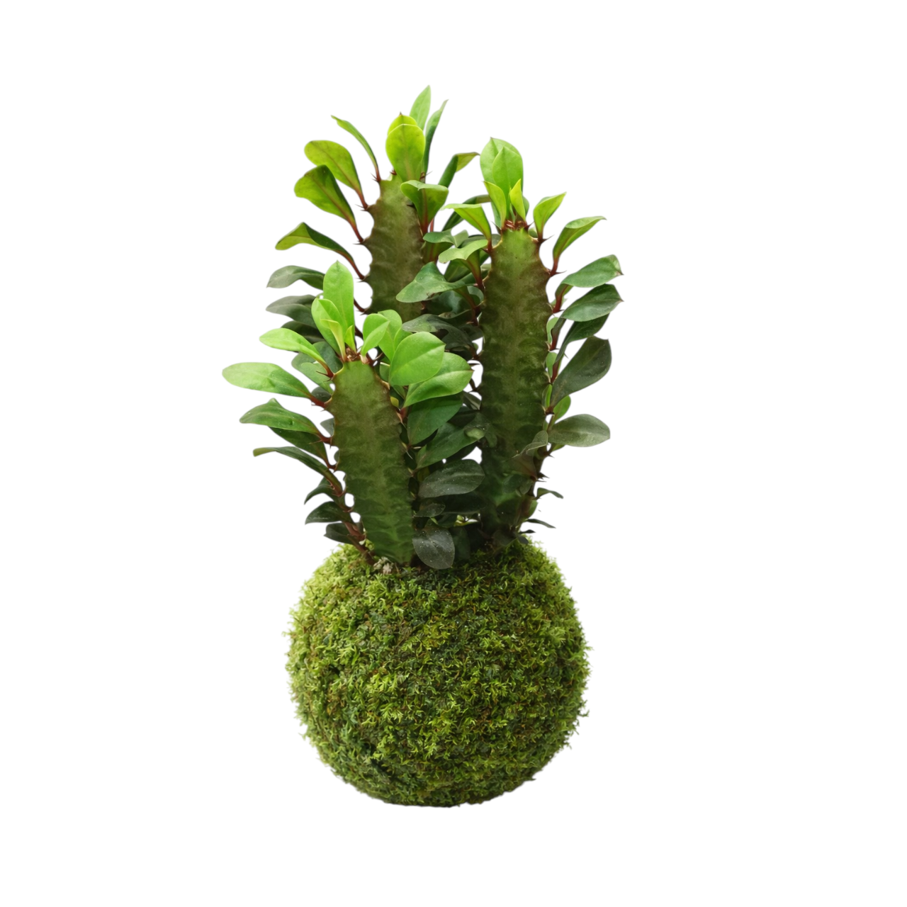 kokedama euphorbia trigona