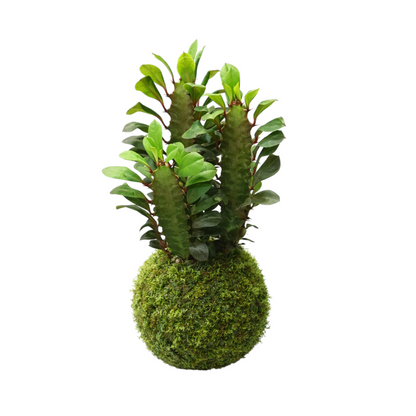 kokedama euphorbia trigona