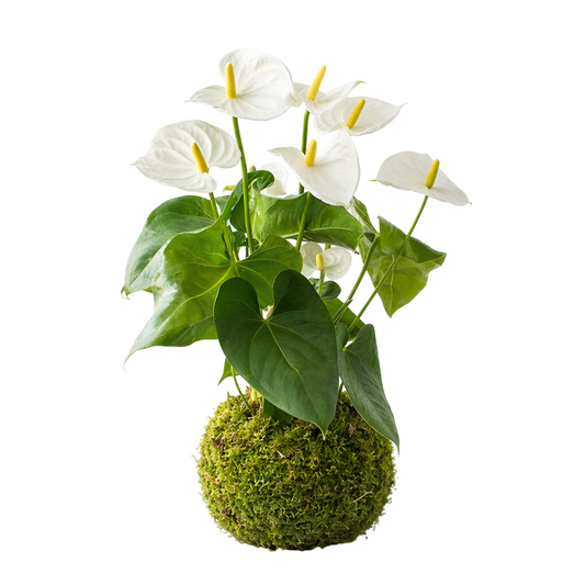 Kokedama Anthurium Blanco