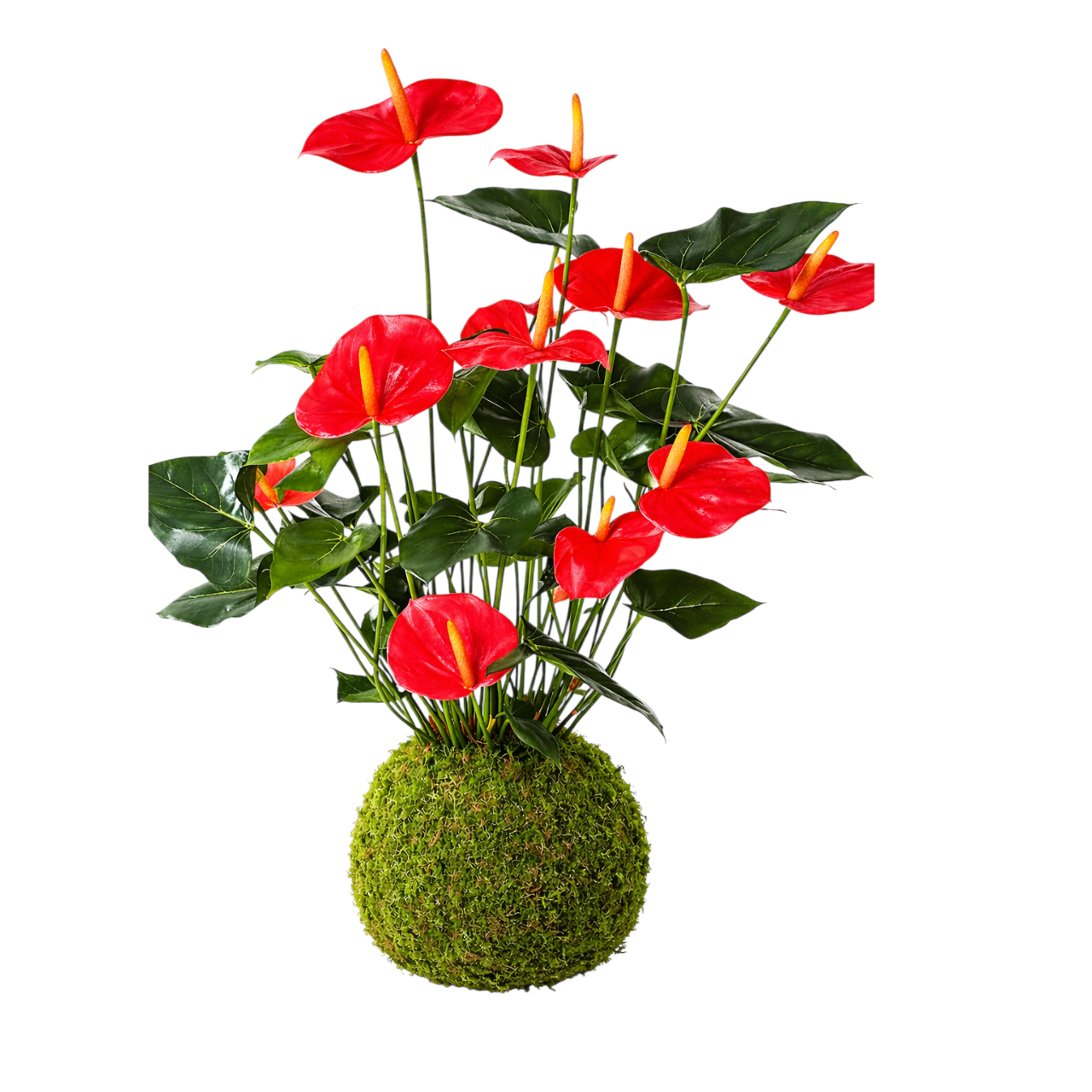 kokedama anturio rojo