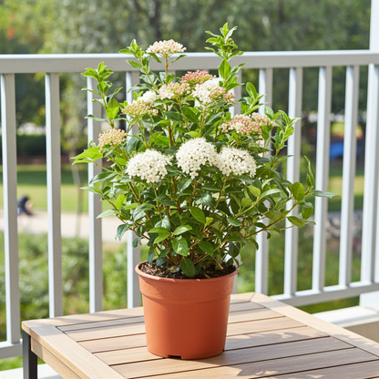 comprasr Viburnum 