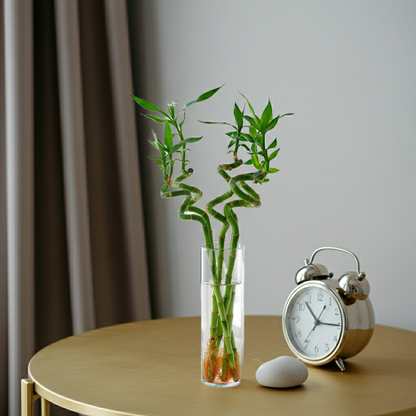 plantas lucky bamboo