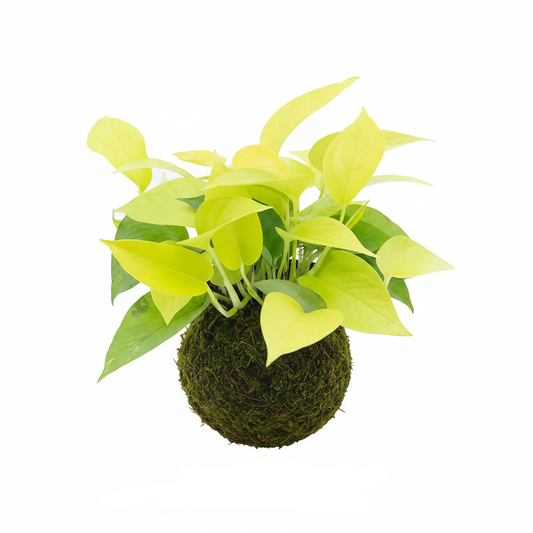 Kokedama Potho Neón