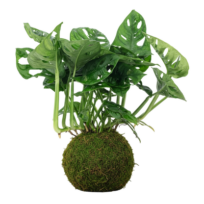 kokedama monstera adansonii