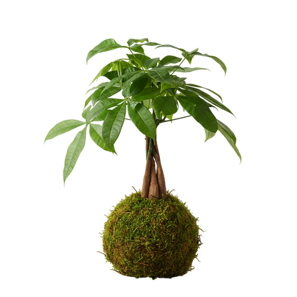 kokedama pachira aquatica
