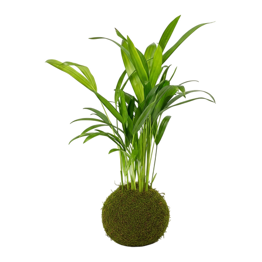 Kokedama Palmera Areca