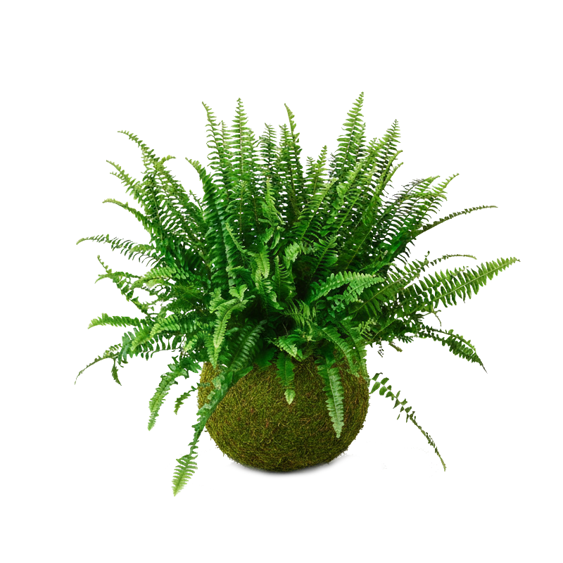 kokedama helecho