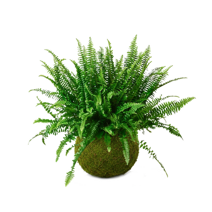 kokedama helecho