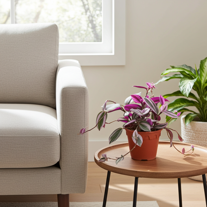 tradescantia nanouk casa