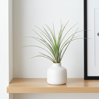 tillandsia juncea planta