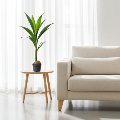 palmera cocotera