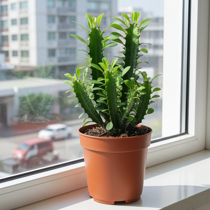 cactus trigona rubra