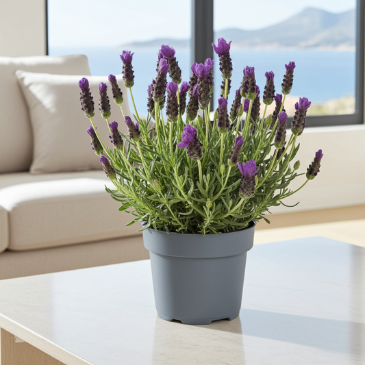 lavandula stoechas