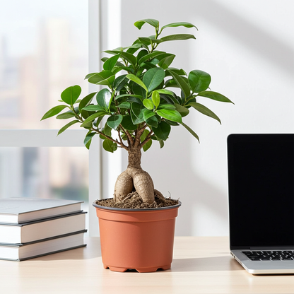 planta ficus ginseng