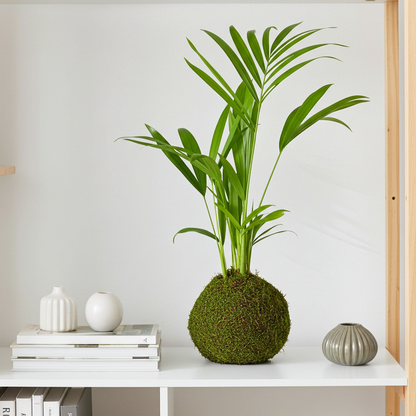 kokedama dypsis