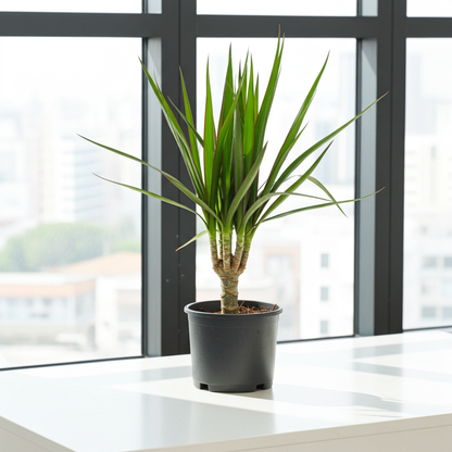 planta dracena