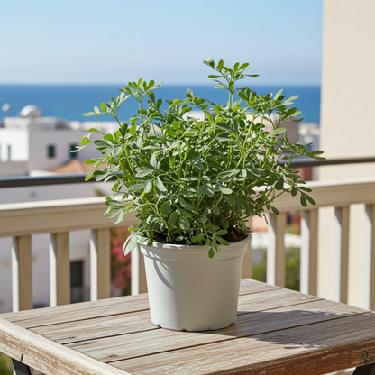 ruda planta maceta