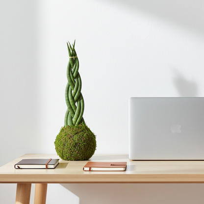 kokedama natural  sansevieria cylindrica
