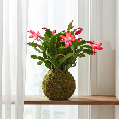 kokedama cactus navidad