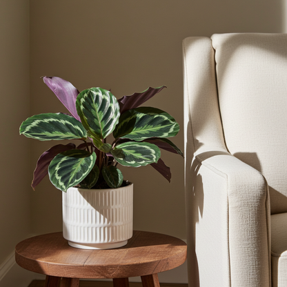 planta calathea medallion