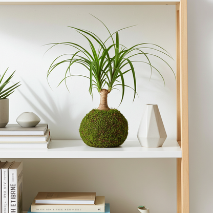 kokedama nolina