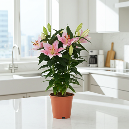 lirio planta flor