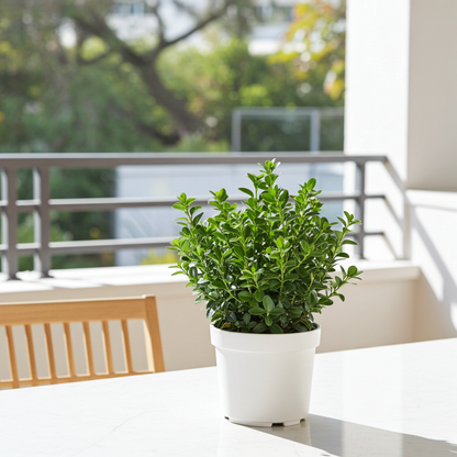 seto de buxus