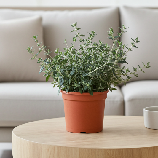 teucrium