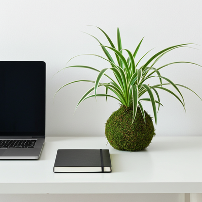 kokedama planta cinta