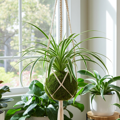 kokedama cinta natural