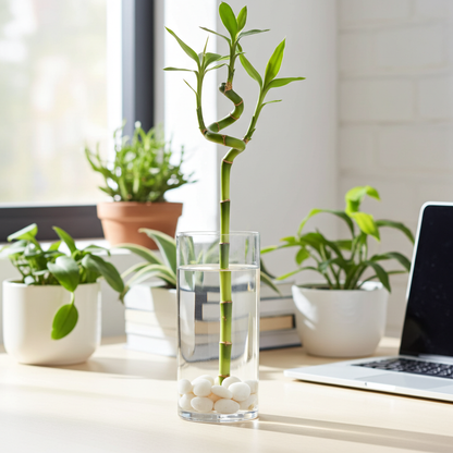 planta lucky bamboo