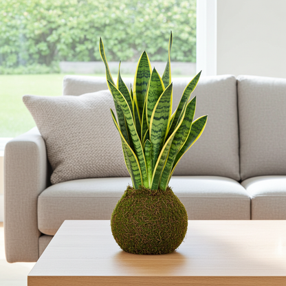 kokedama lengua de suegra