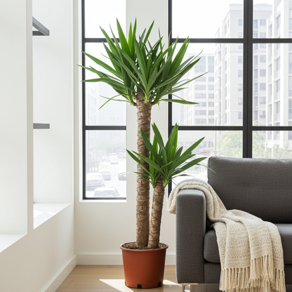 planta de yucca natural