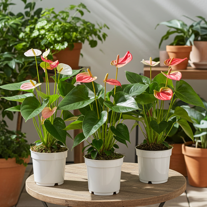 Trio Anturio: Rojo, Rosa y Blanco