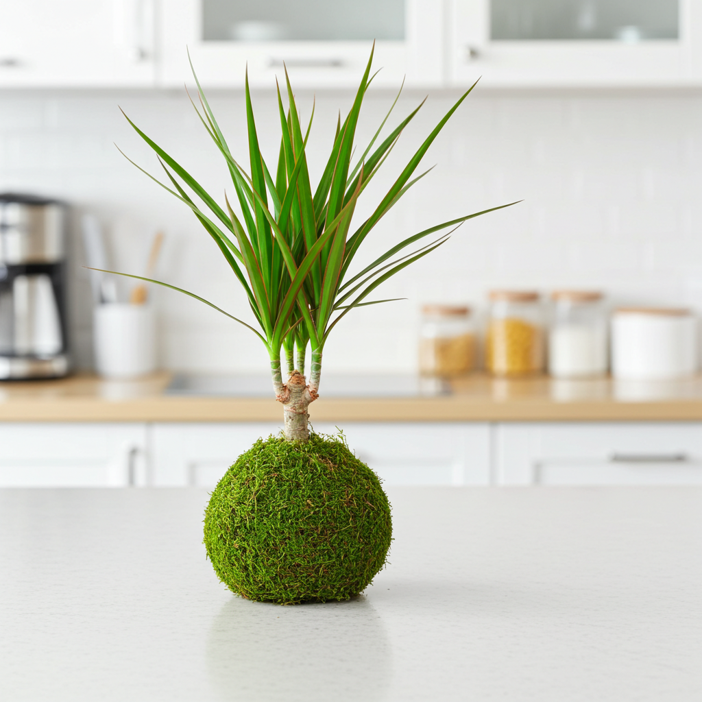 kokedama planta dracaena marginata