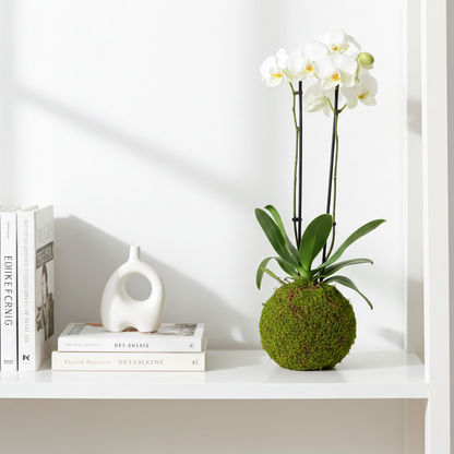 kokedama orquidea blanca