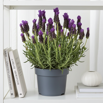 lavanda cantueso natural