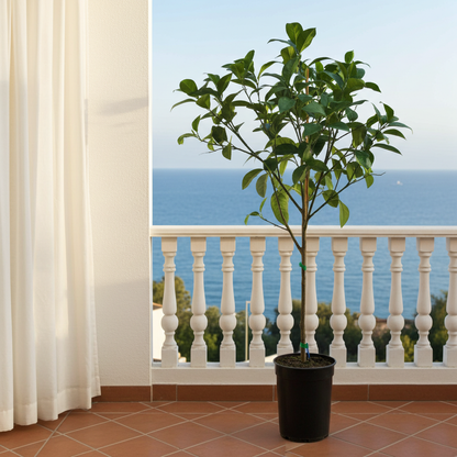 arbol de naranjo