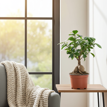 ficus ginseng