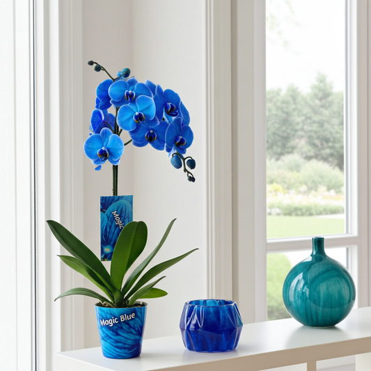 orquidea azul