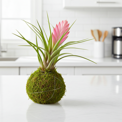 kokedama pluma rosa
