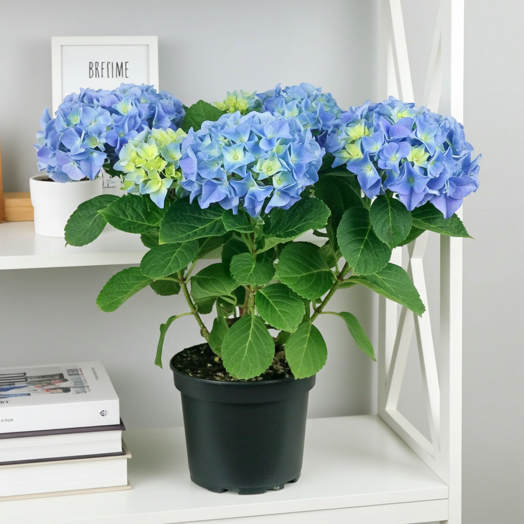 planta hortensia flor azul
