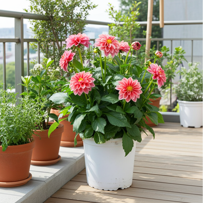 dahlia natural planta viva