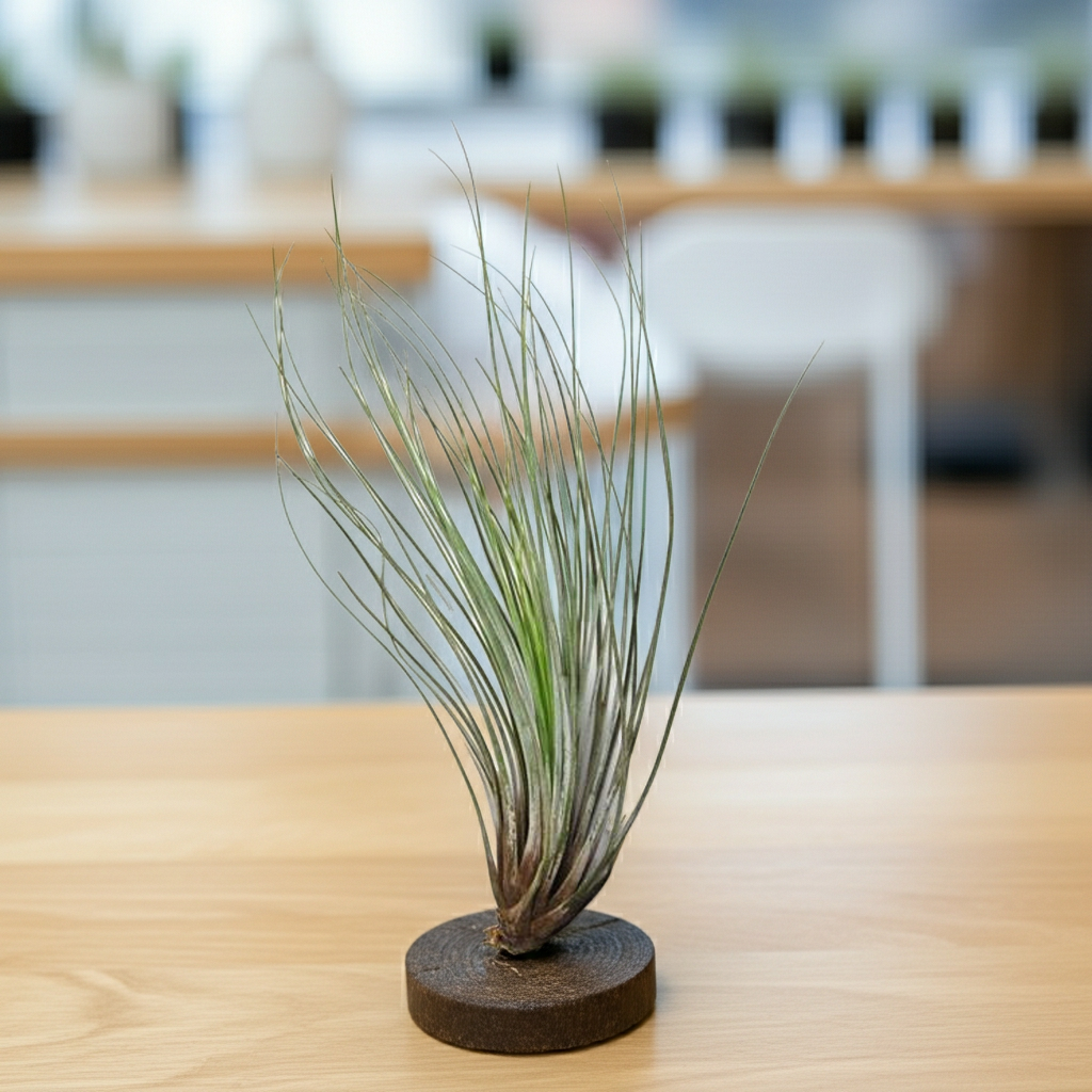 tillandsia juncea