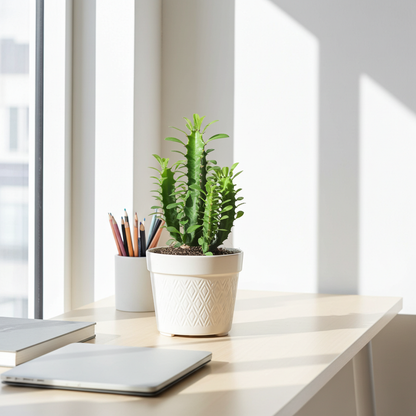 planta natural euphorbia