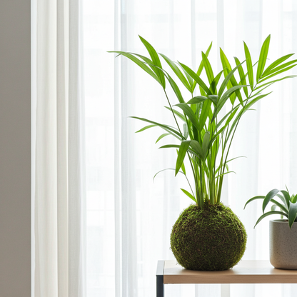 kokedama palmera areca