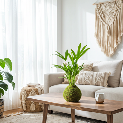 kokedama palmera interior areca