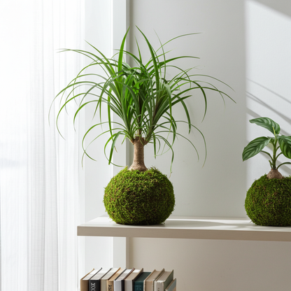 kokedama beaucarnea recurvata